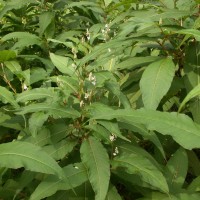 Himalayan Knotweed